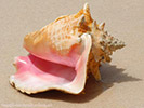 Florida Conch schelp